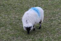 IMG_1589 Blackheaded Sheep